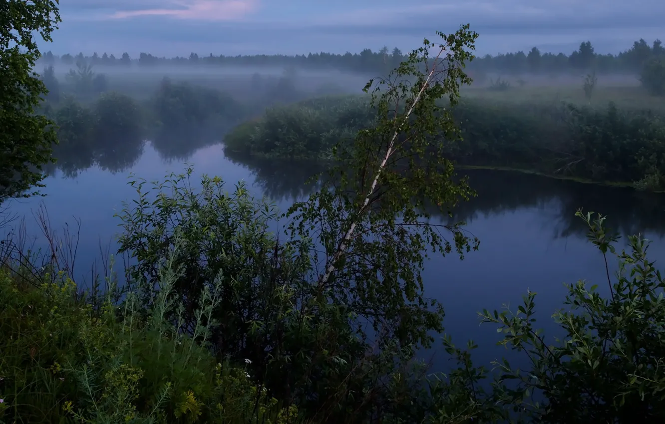 Фото обои Mgła, Drzewa, Rzeka, Przyroda, Morozov Yuri