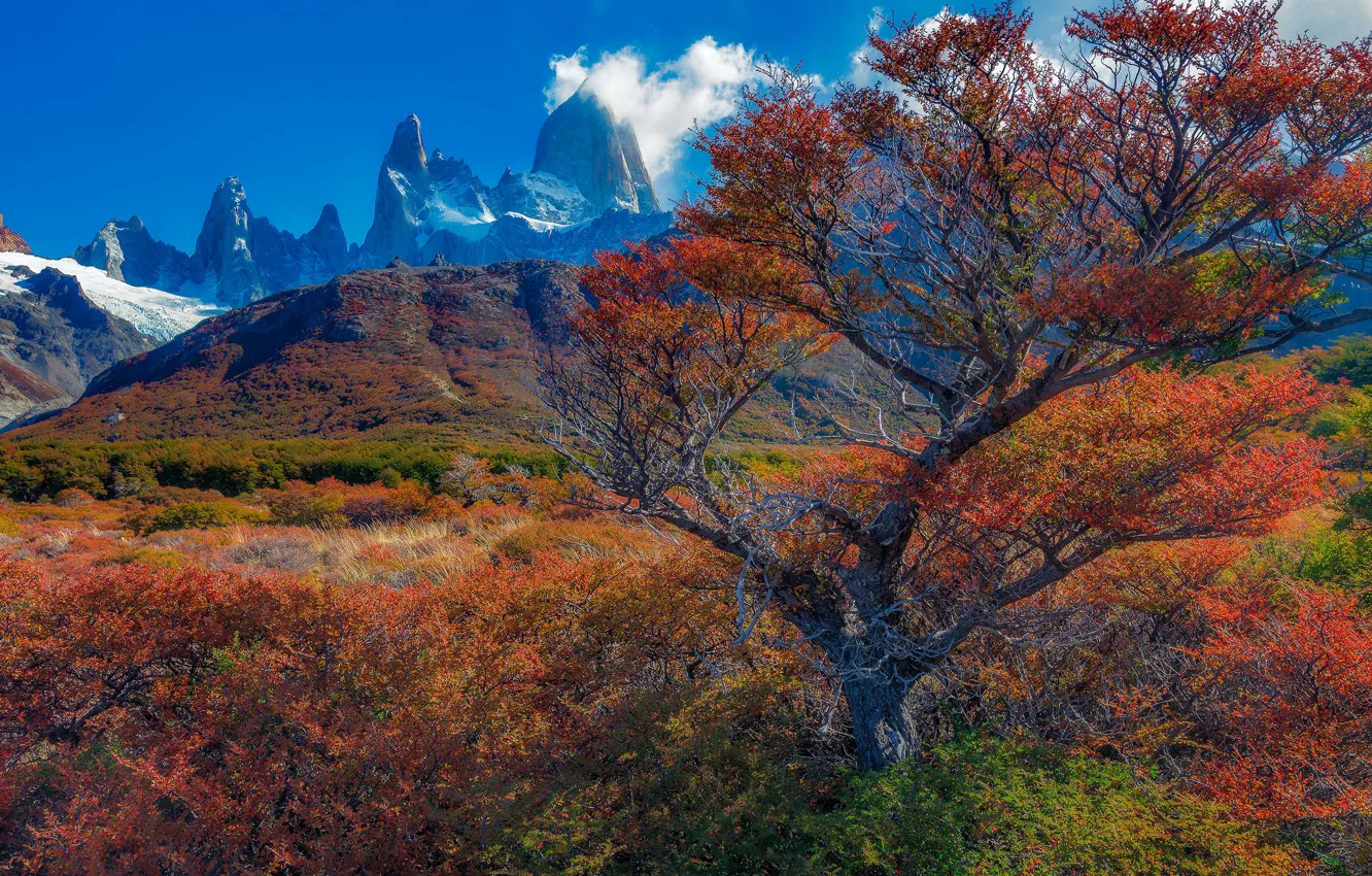 Фото обои осень, деревья, горы, Аргентина, Санта-Крус
