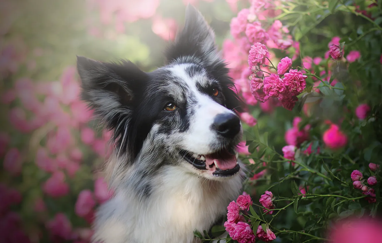 Фото обои морда, цветы, портрет, розы, собака, розовые, бордер-колли, розовый куст