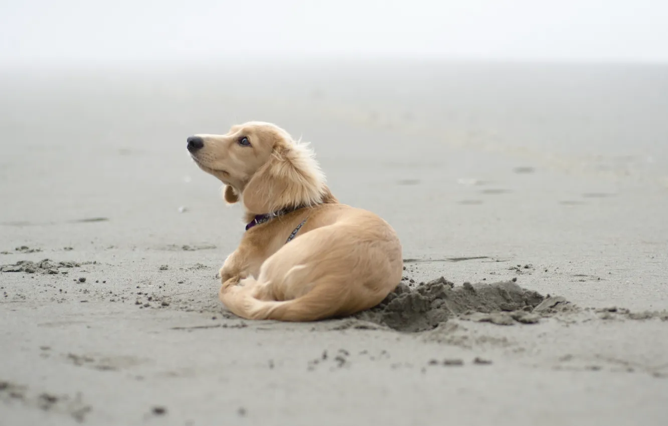 Фото обои песок, друг, собака