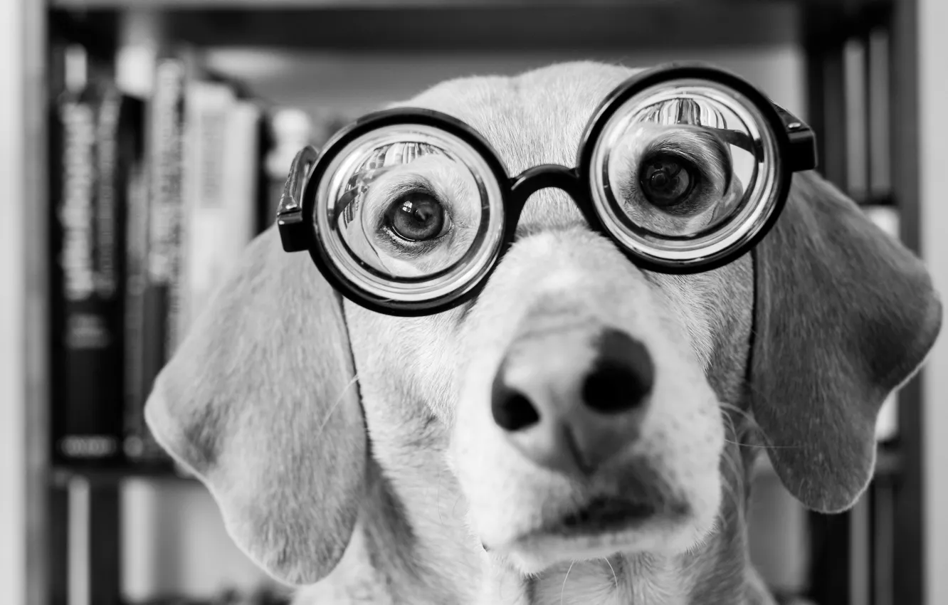 Фото обои взгляд, морда, собака, очки, черно-белое