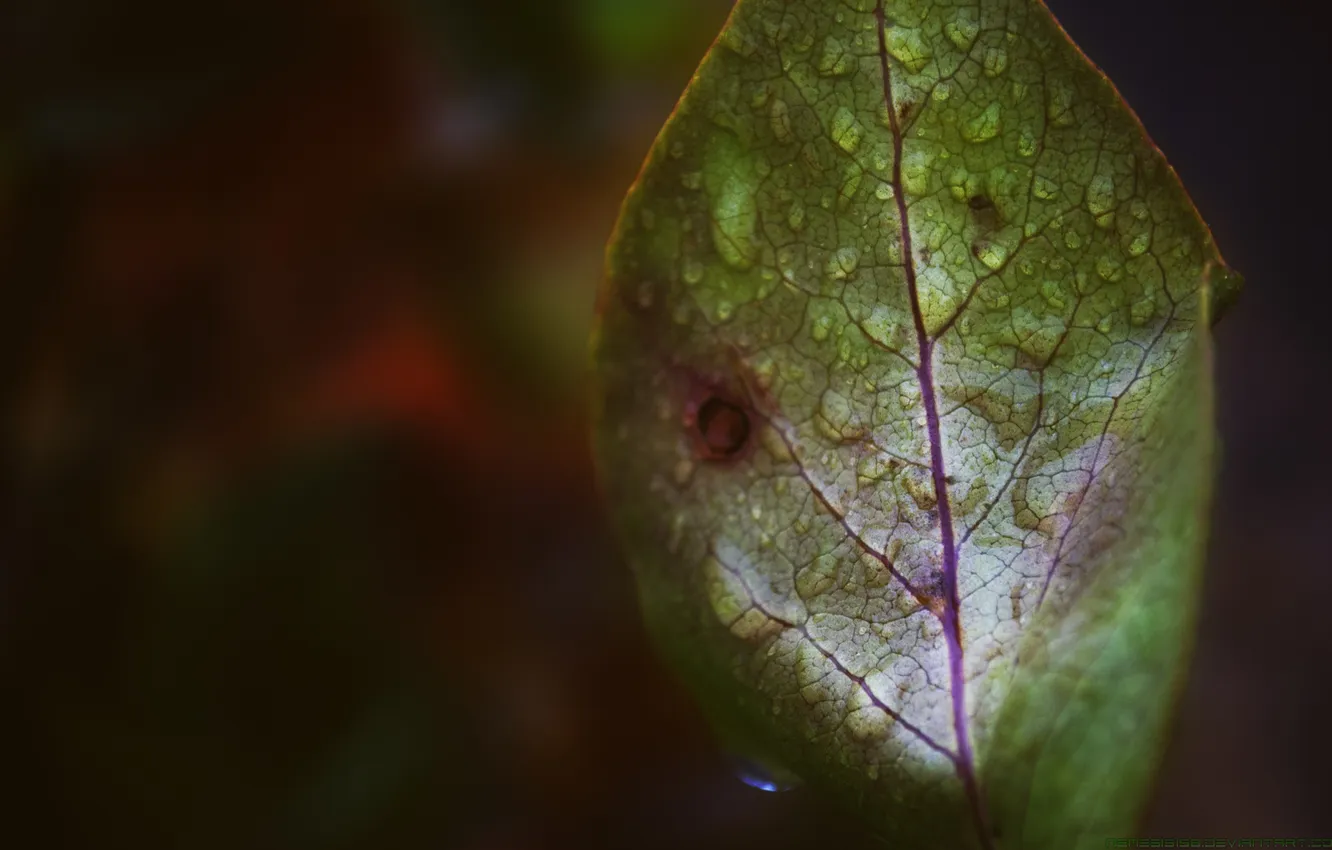 Фото обои капли, лист, fall rain