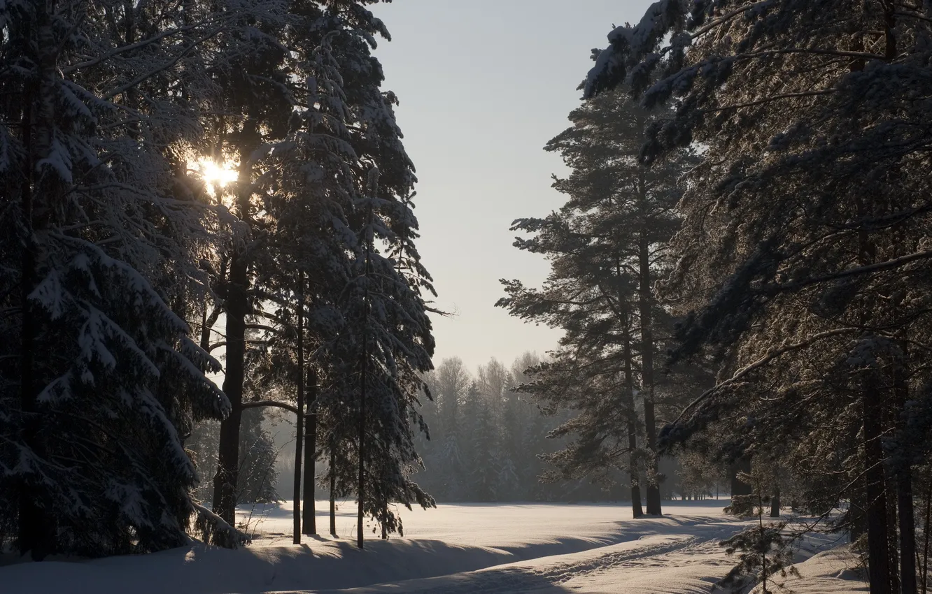 Фото обои зима, солнце, снег, павловск