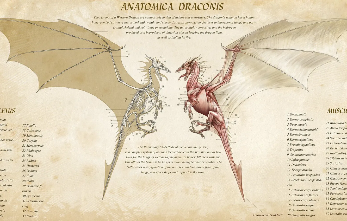 Фото обои fantasy, Dragon, muscles, artwork, infographic, creature, skeleton, anatomy