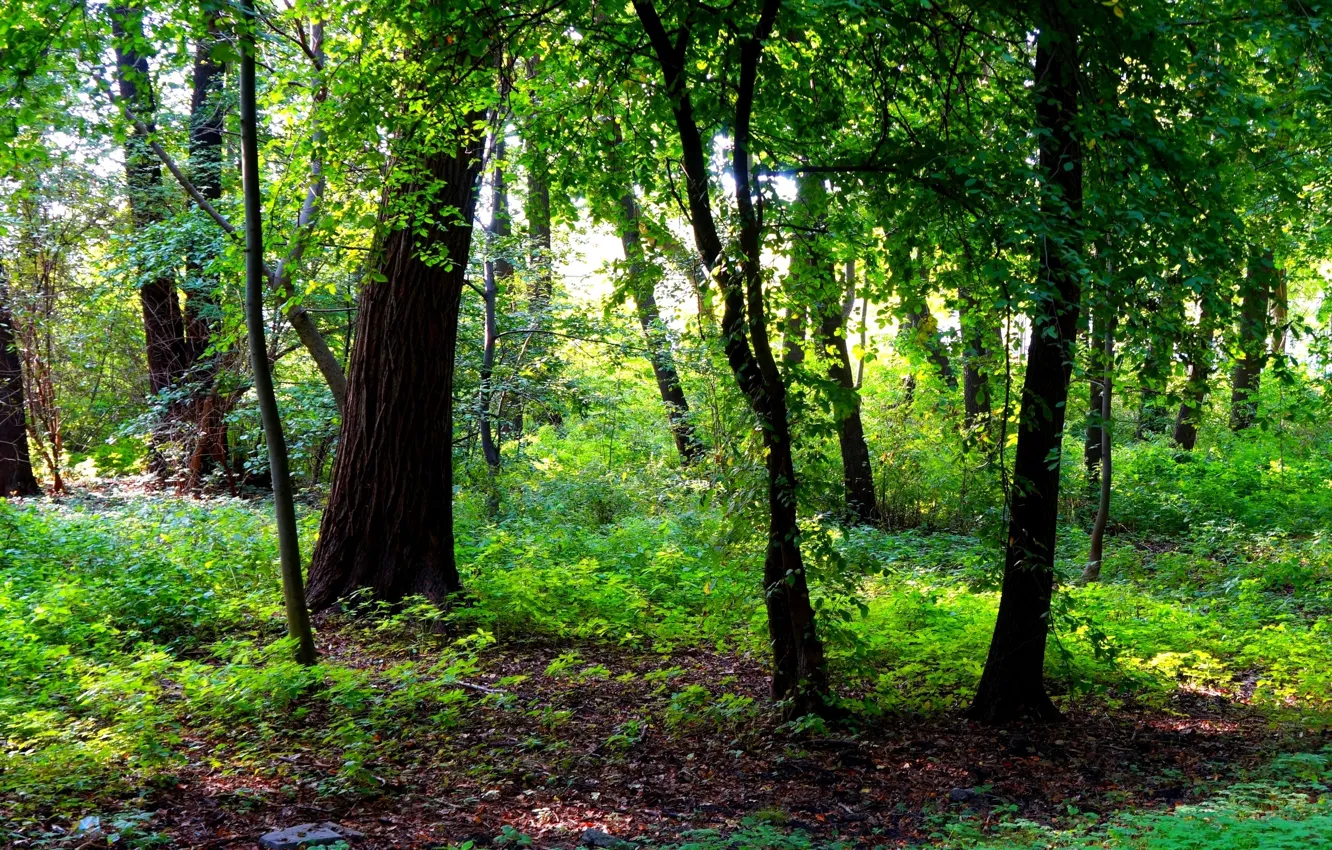 Фото обои green, forest, park, tree