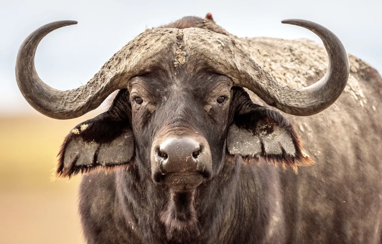 Фото обои морда, рога, Буффало, буйвол, Buffalo