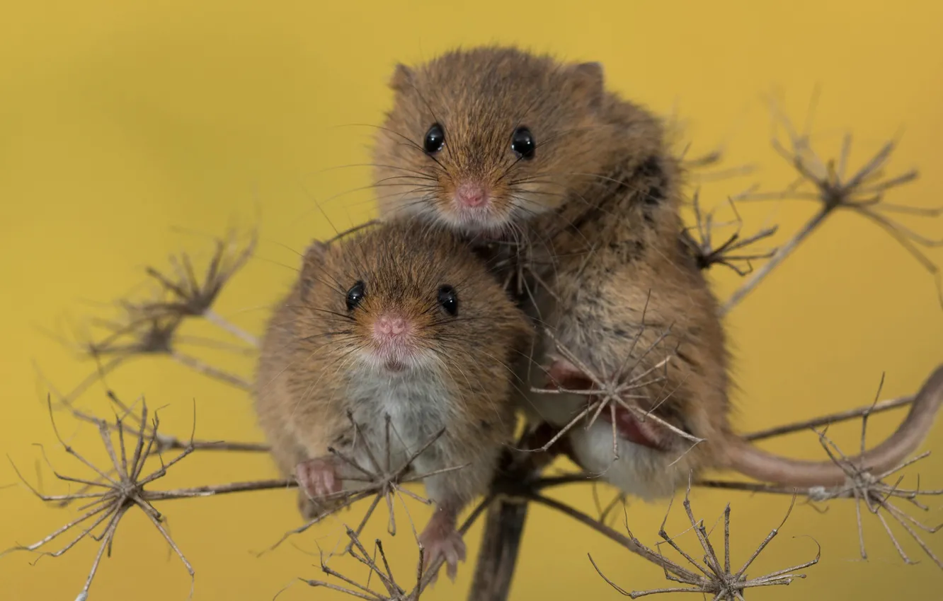 Фото обои макро, фон, парочка, мышки, грызуны, Harvest mouse, Мышь-иалютка