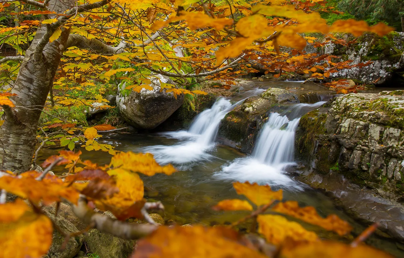 Фото обои осень, деревья, ветки, река, водопад