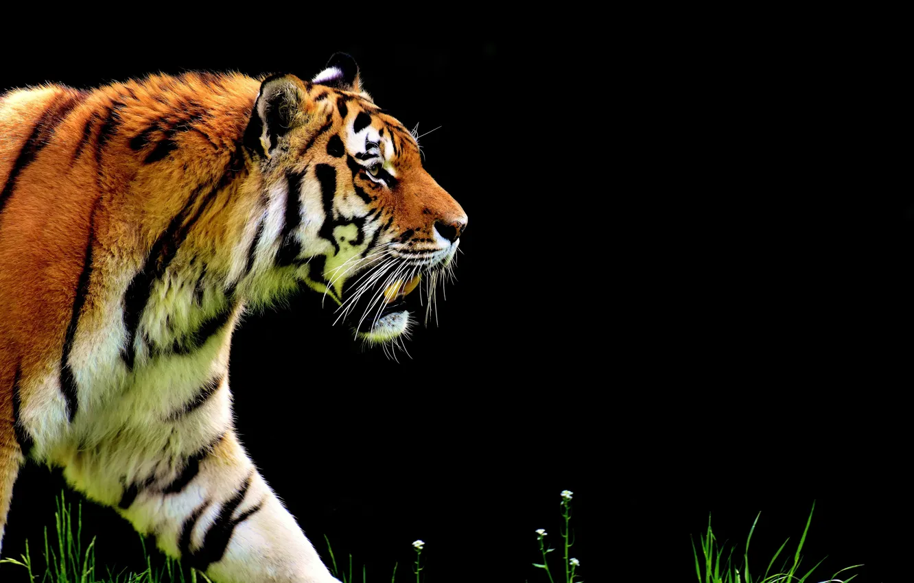 Фото обои кошка, природа, тигр, хищник