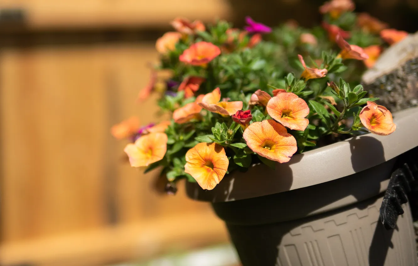 Фото обои лето, свет, цветы, оранжевый, сад, горшок, оранжевый фон, клумба