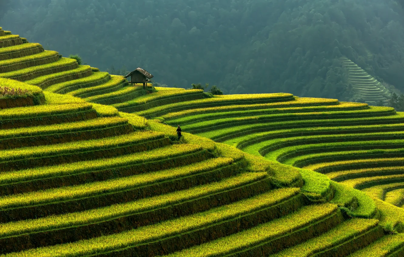 Фото обои горы, Вьетнам, рисовые террасы