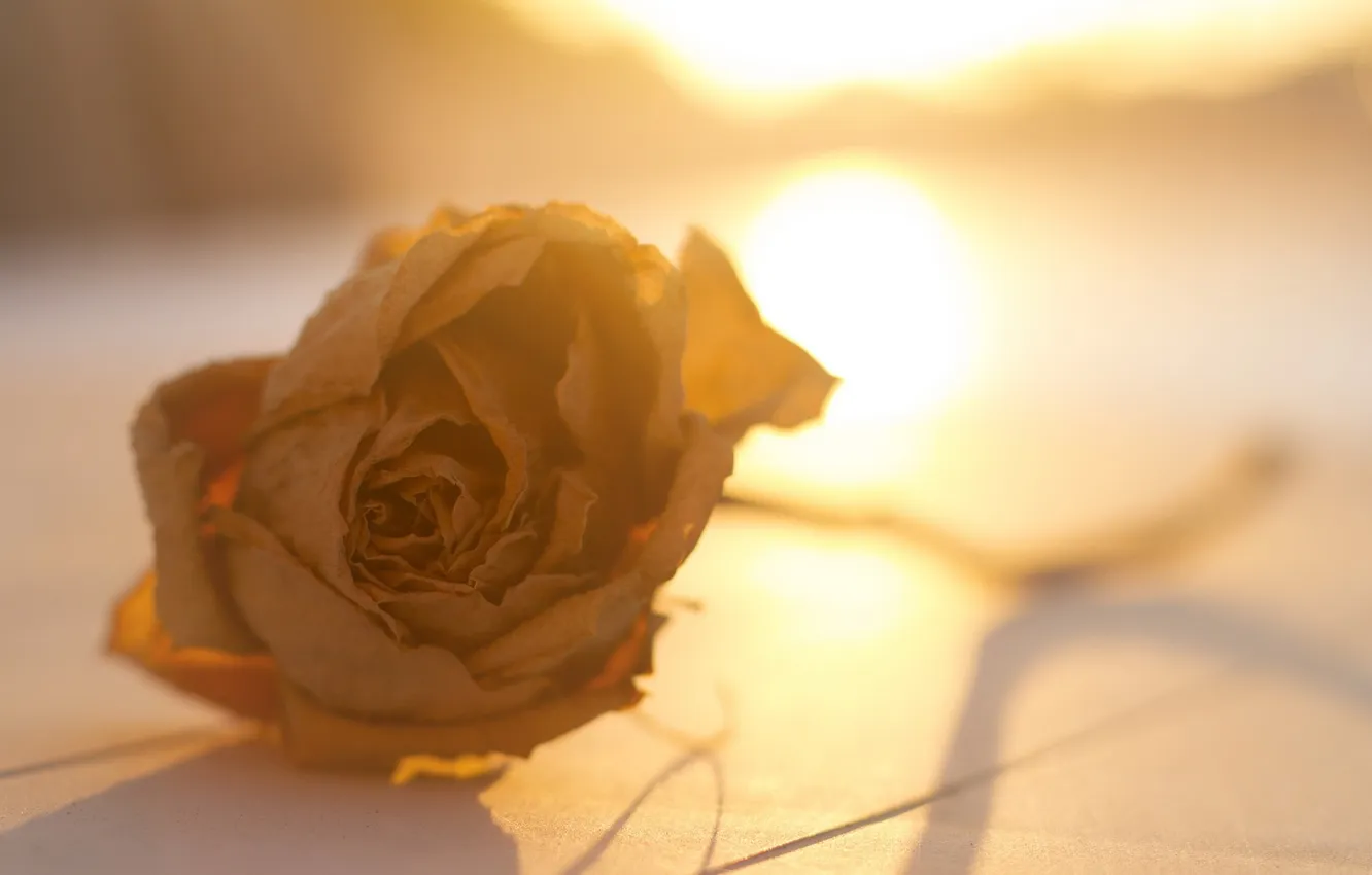 Фото обои цветок, свет, роза