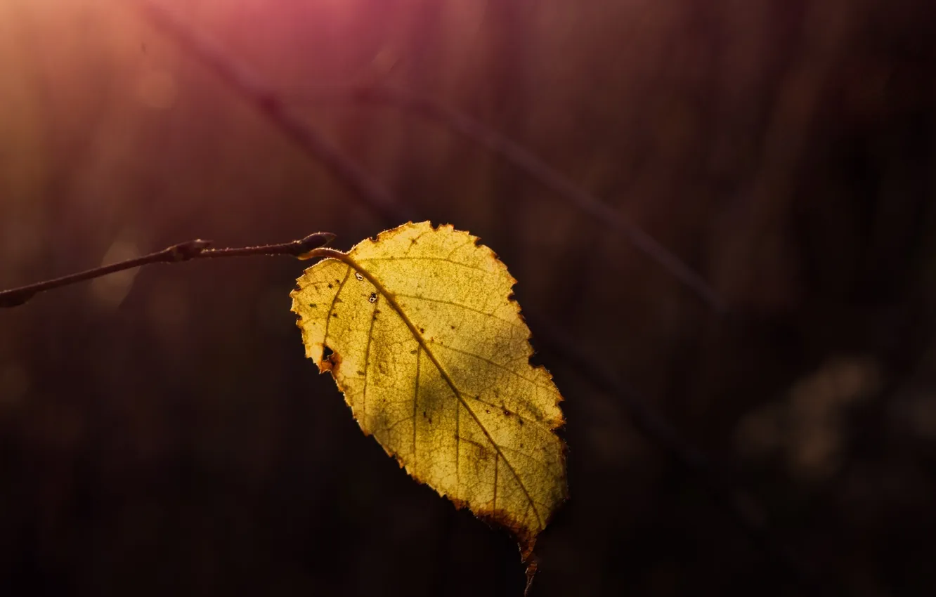 Фото обои осень, макро, природа, лист