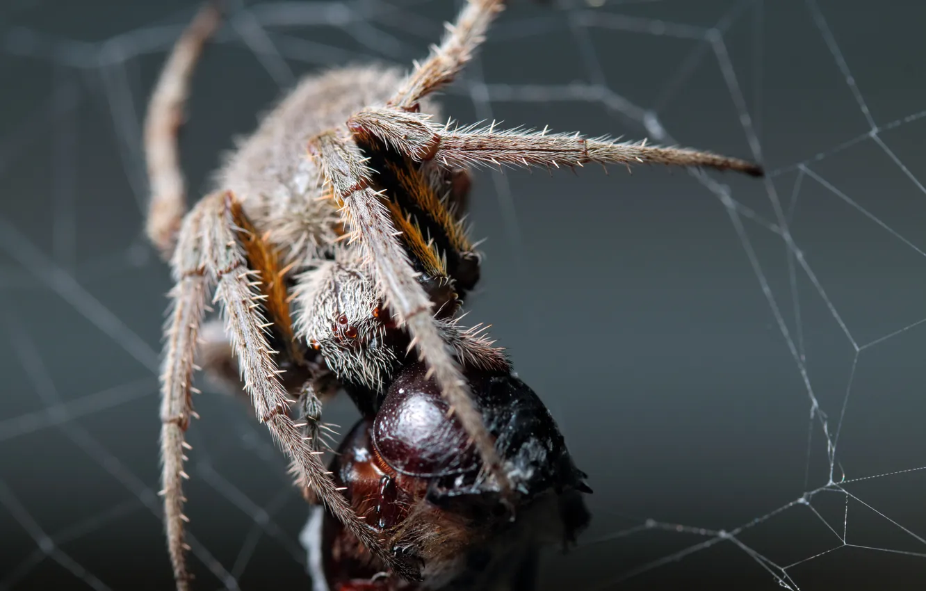 Фото обои spider, legs, eyes, fang, dinner