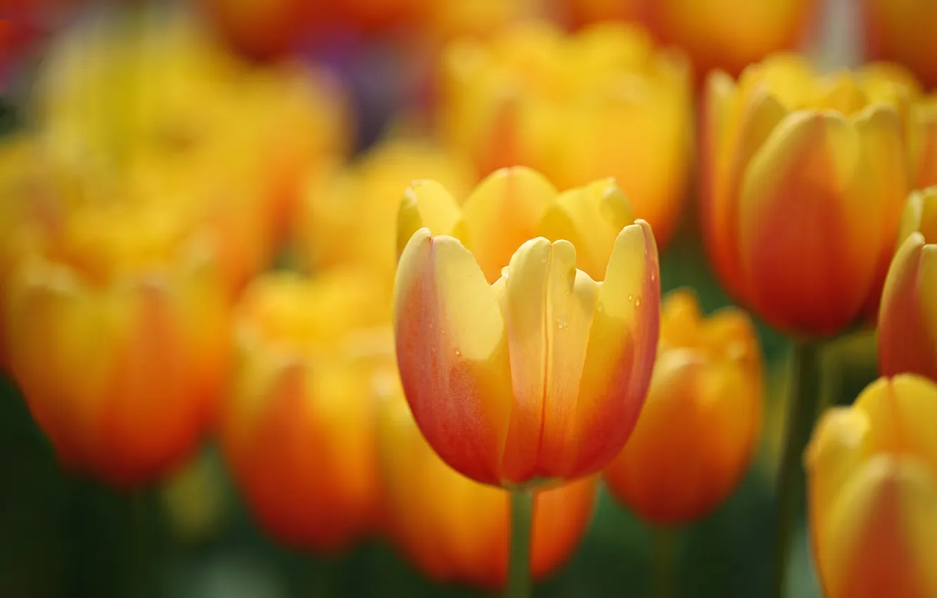 Фото обои весна, лепестки, луг, тюльпаны