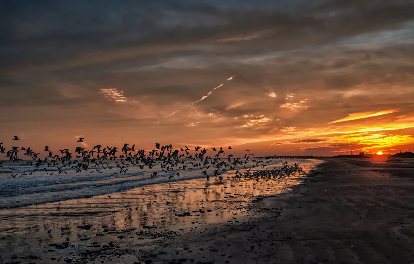 Фото обои пляж, закат, океан, чайки, california