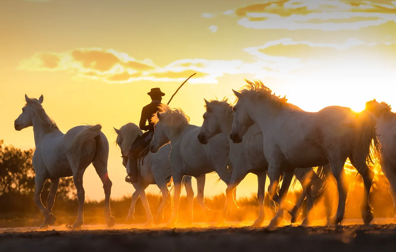 Фото обои закат, Франция, лошади, ковбой, табун, Камарг