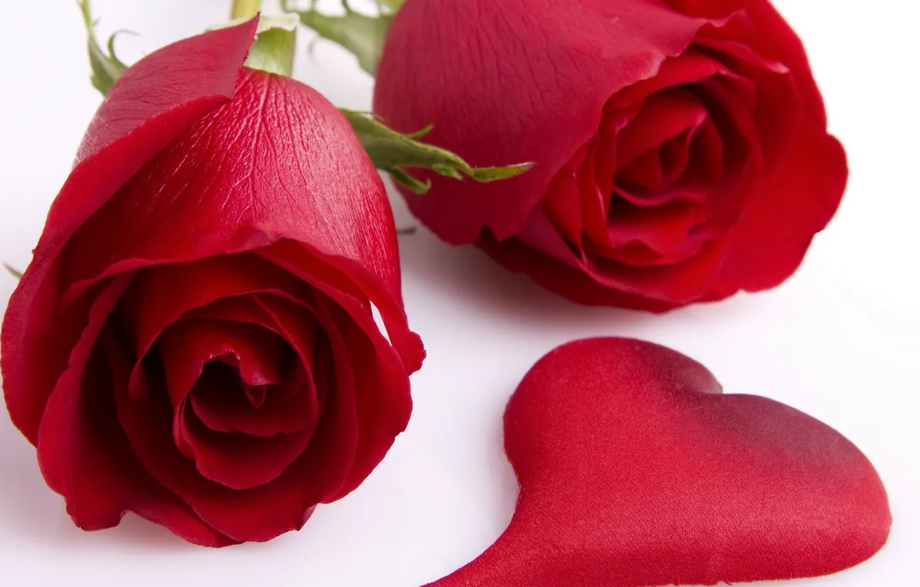 Фото обои цветы, сердце, бутоны, Красные розы