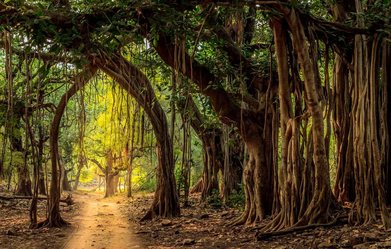 Фото обои лес, деревья, Индия, грунтовая дорога, Национальный парк Рантамбор