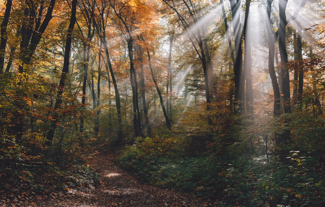 Фото обои осень, лес, листья, деревья, парк, forest, nature, park
