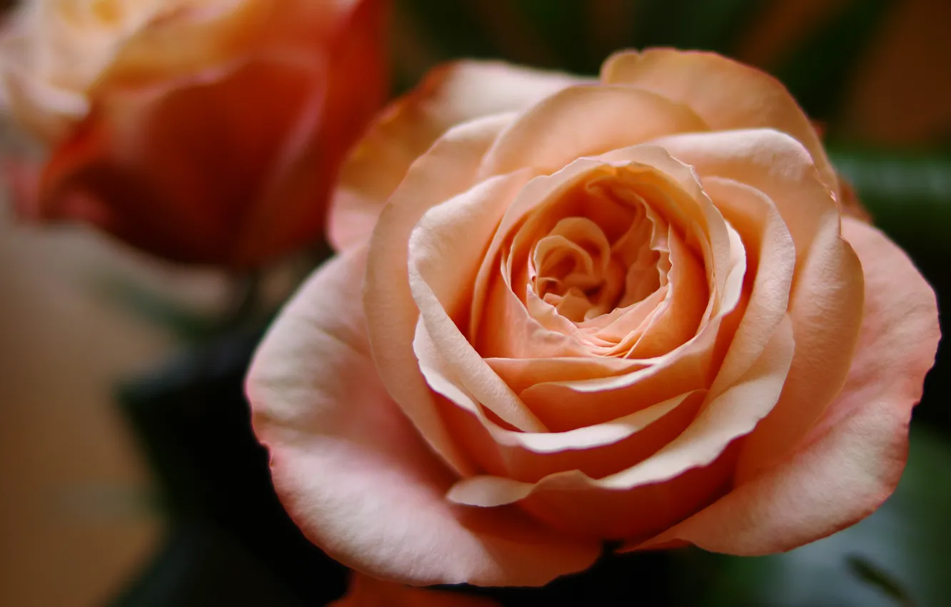 Фото обои цветок, макро, цветы, крупный план, фон, роза, розы, оранжевая