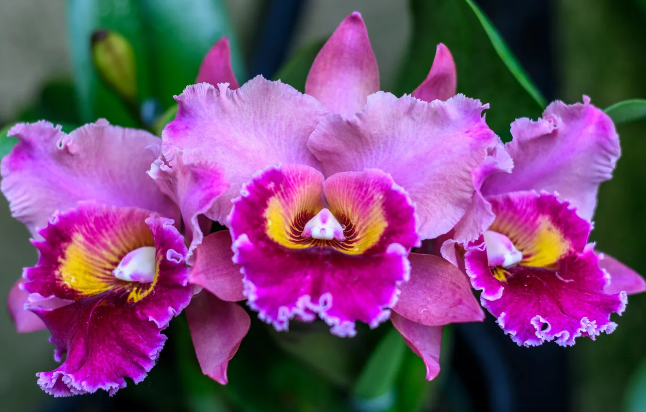 Фото обои яркий, розовый, трио, орхидея