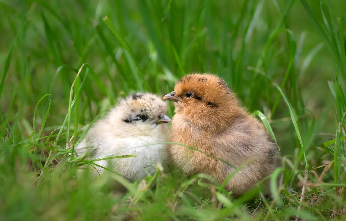 Фото обои трава, цыплята, малыши