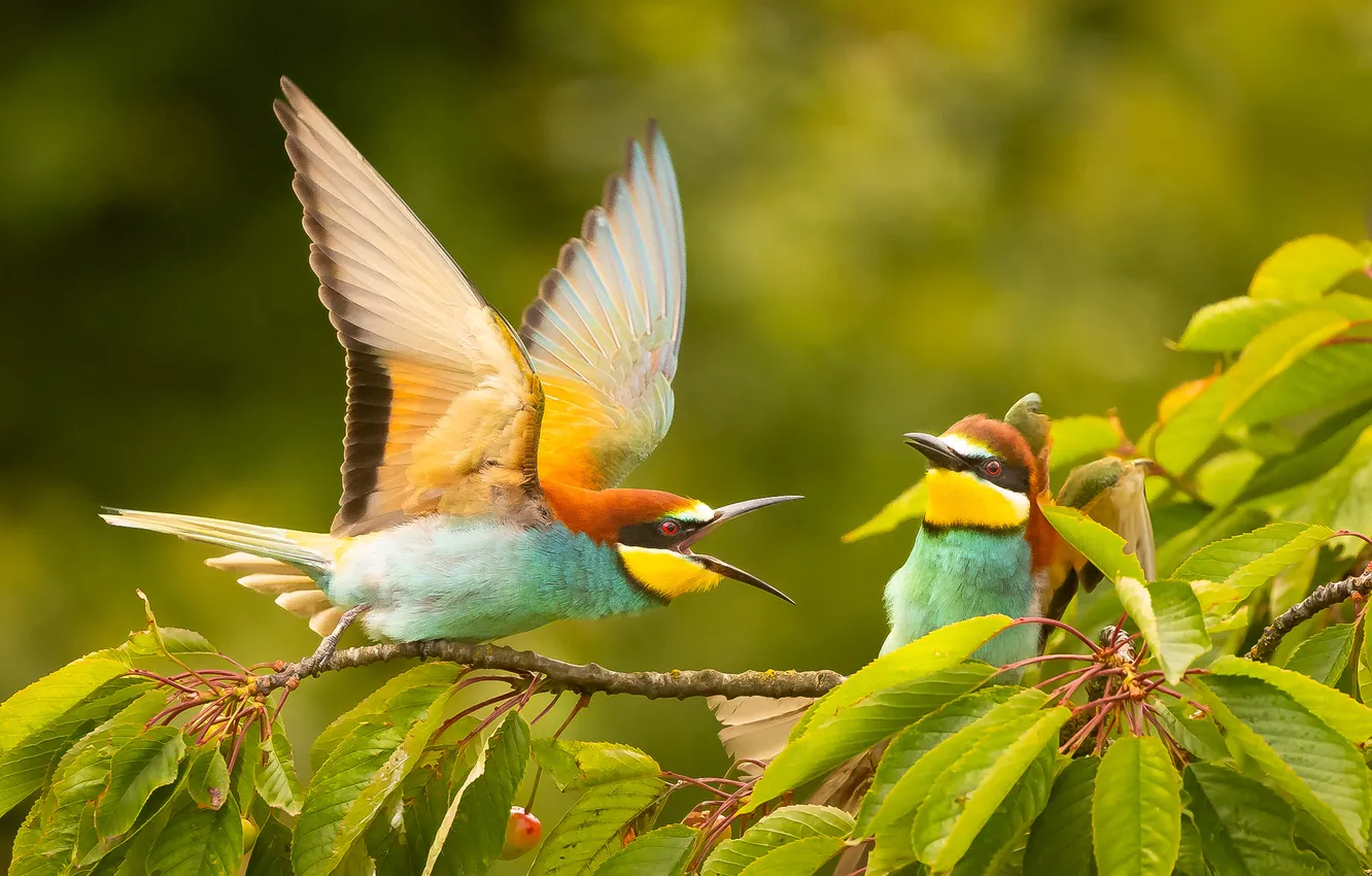 Фото обои ветка, птички, Золотистая щурка, Adamec Robert, Bee-eater