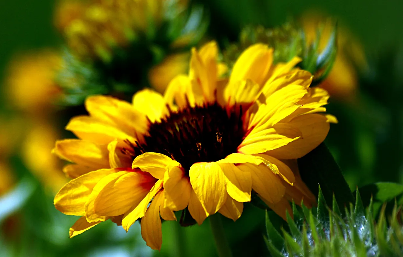 Фото обои цветок, желтый, размытость