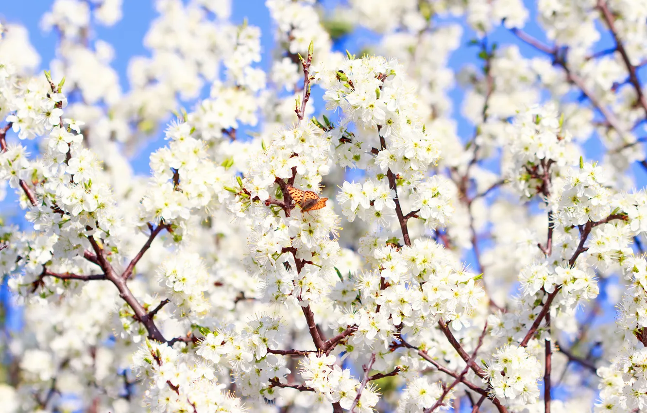 Фото обои бабочка, весна, sunshine, цветение, blossom, flowers, spring