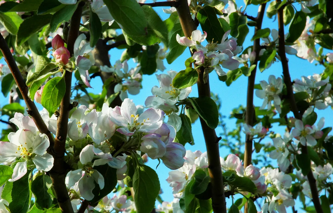 Фото обои весна, яблоня, цветение, trees, Spring, bloom, Flowering