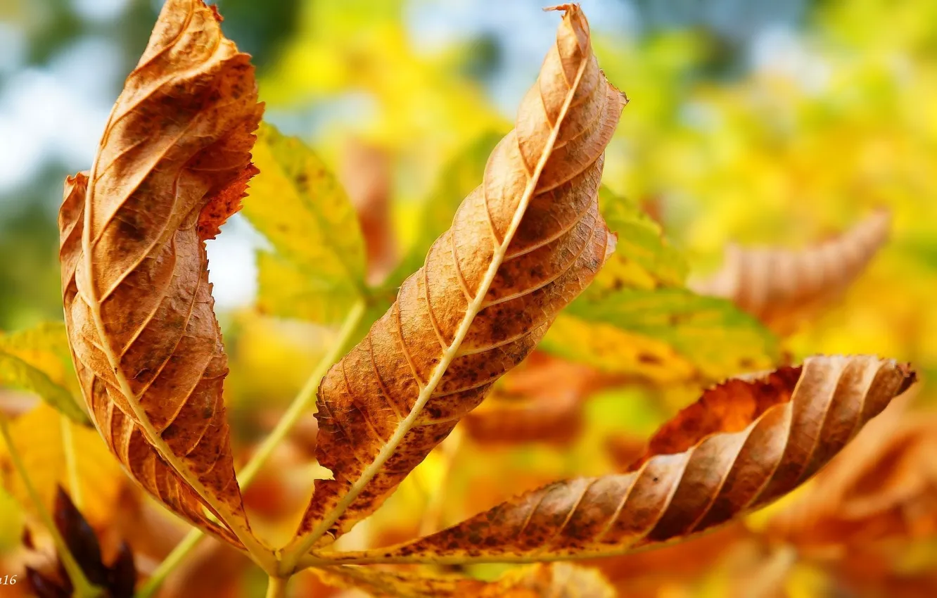 Фото обои yellow, autumn, leaf
