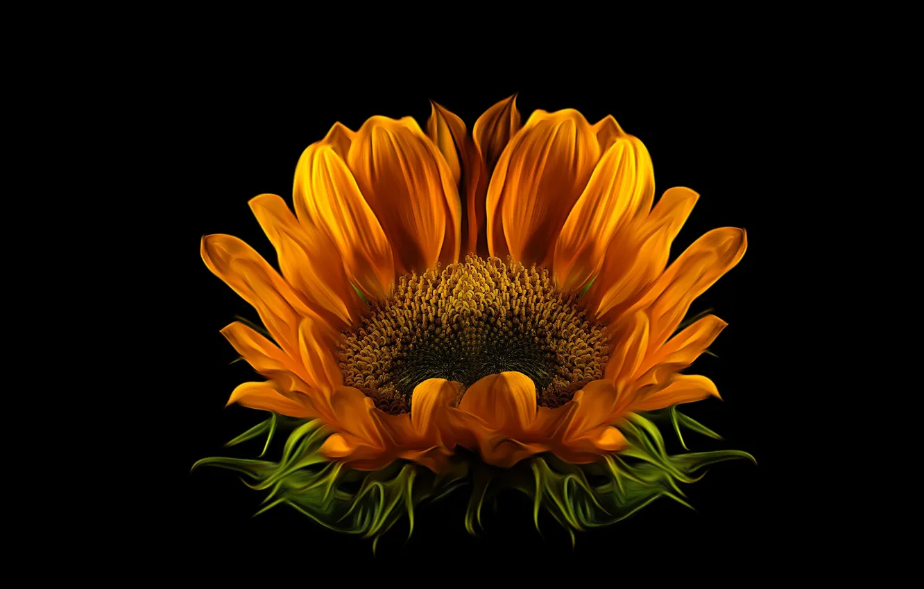 Фото обои sunflower, Macro, blooming, blosson