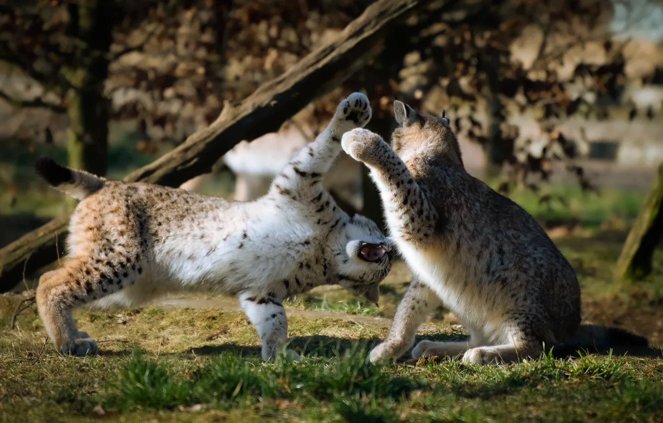 Фото обои трава, свет, природа, поза, фон, поляна, игра, две