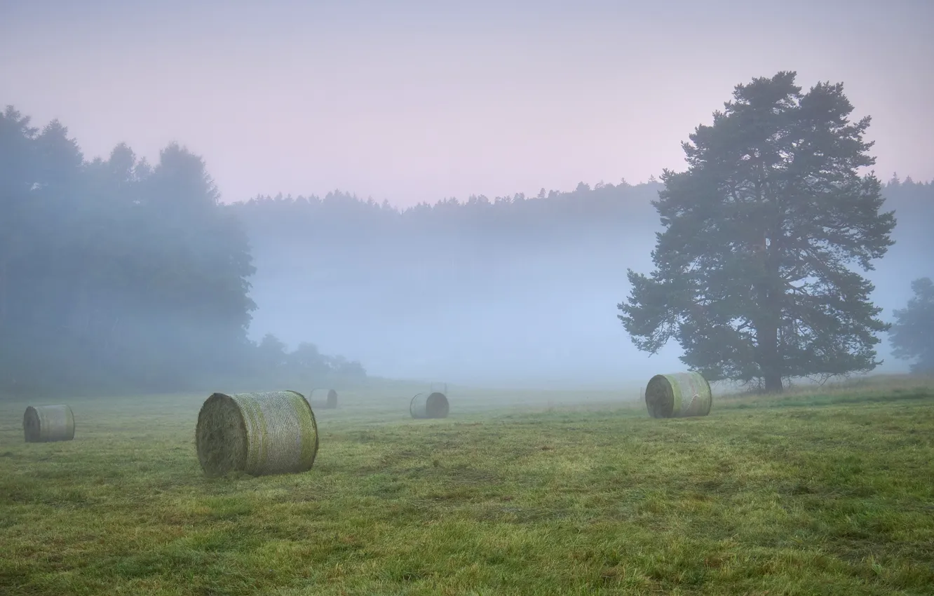 Фото обои поле, лес, туман, дерево, утро, сено, тюки, сосна