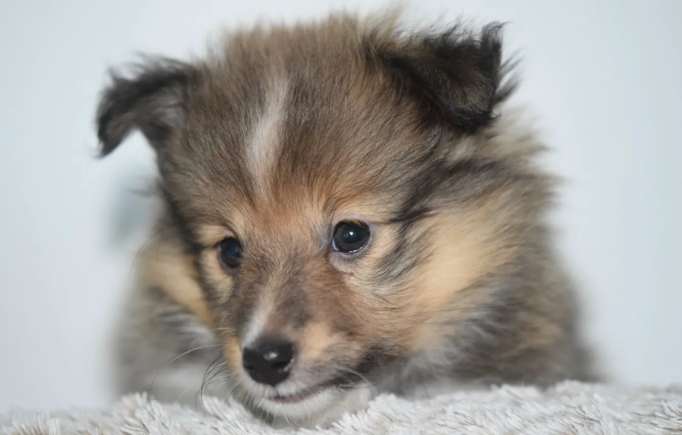 Фото обои мордочка, щенок, Шелти