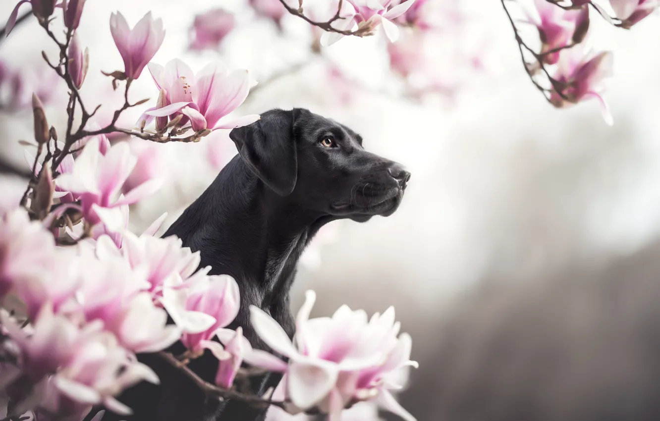 Фото обои взгляд, морда, цветы, портрет, собака, весна, черная, цветение