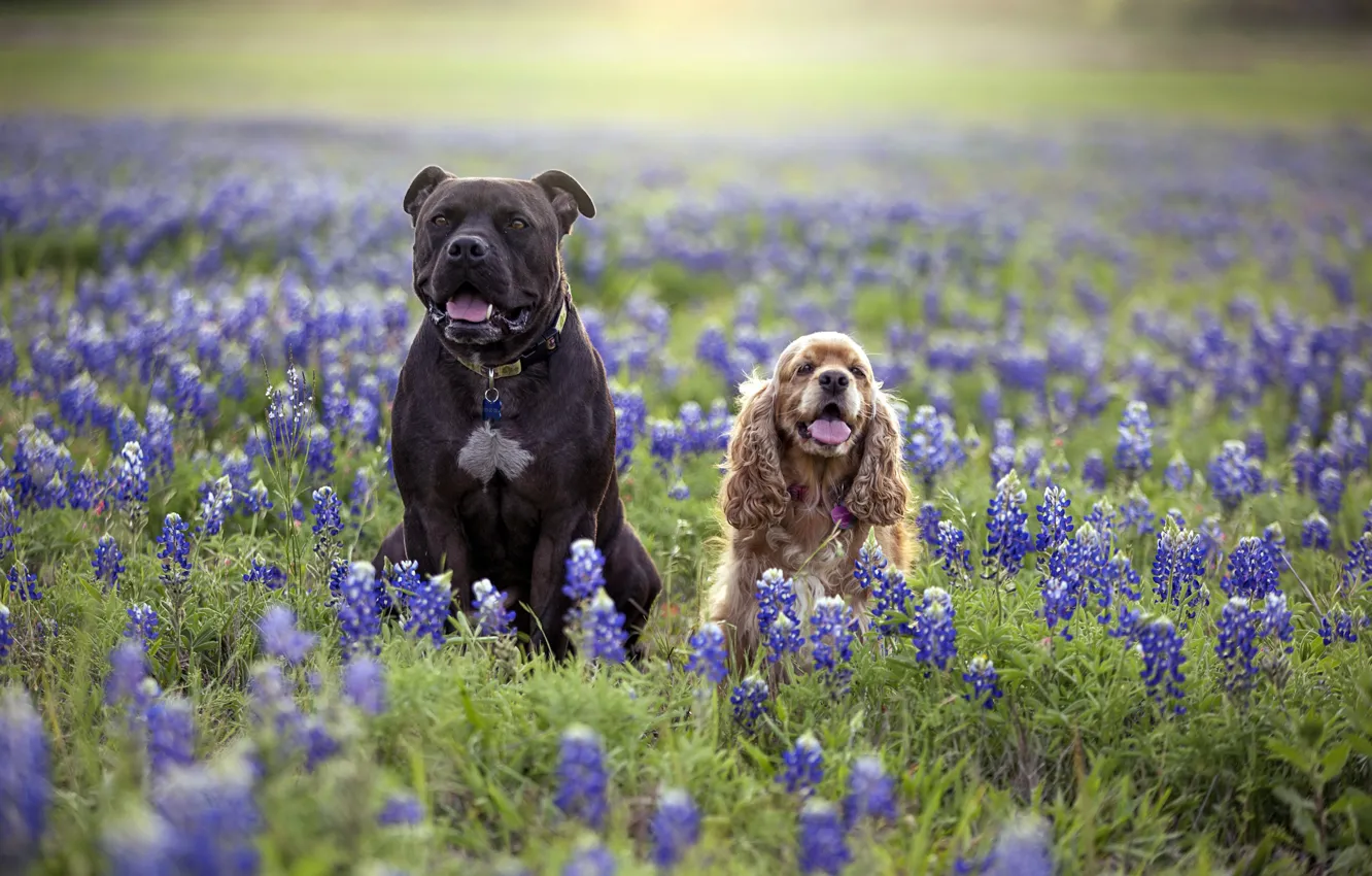 Фото обои собаки, цветы, природа