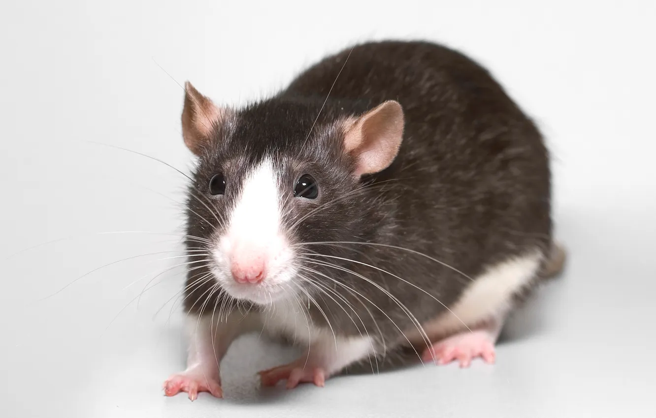 Фото обои animals, rats, decorative, rodents
