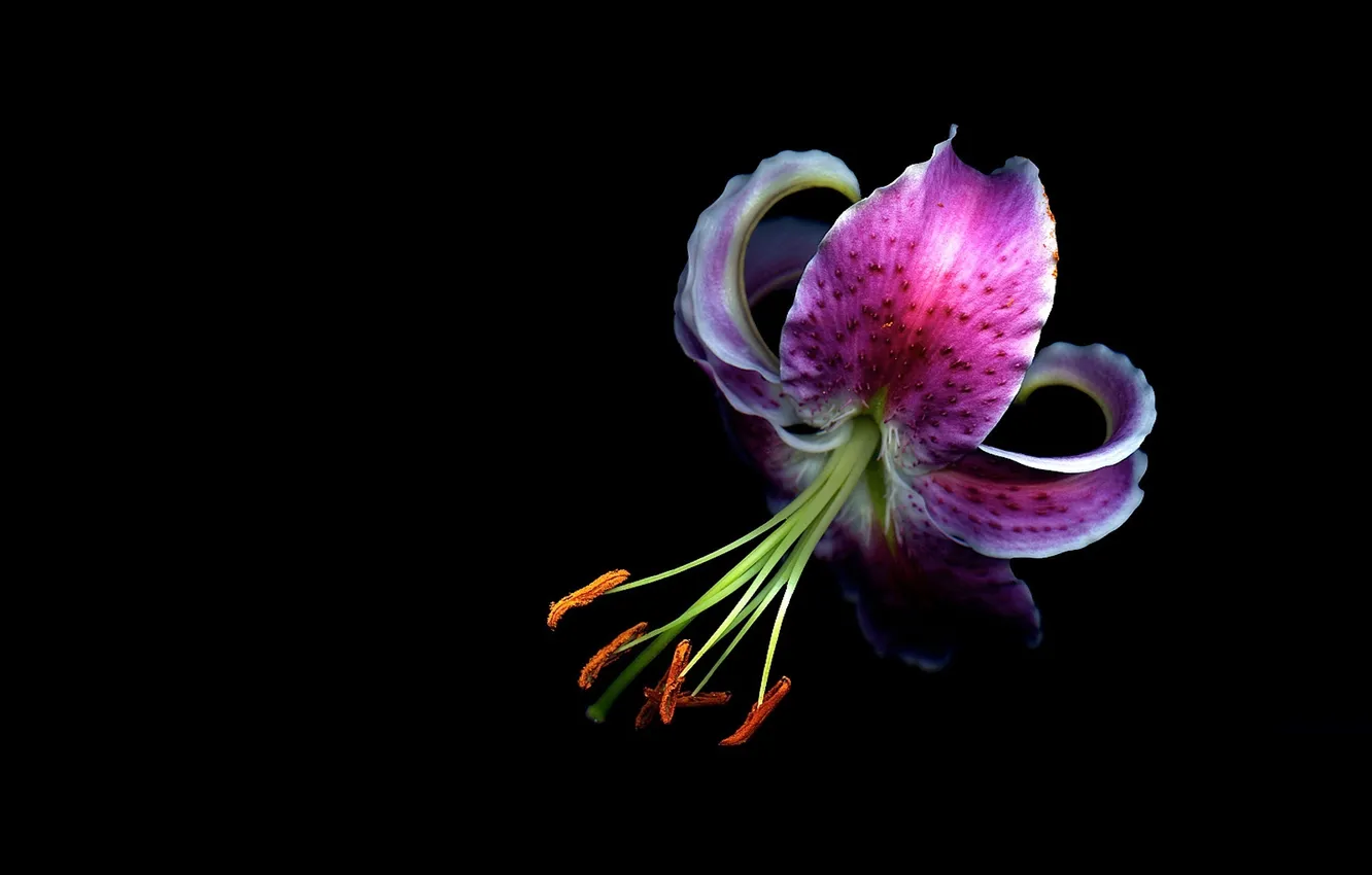 Фото обои цветок, свет, фон, лилия, тень, лепестки