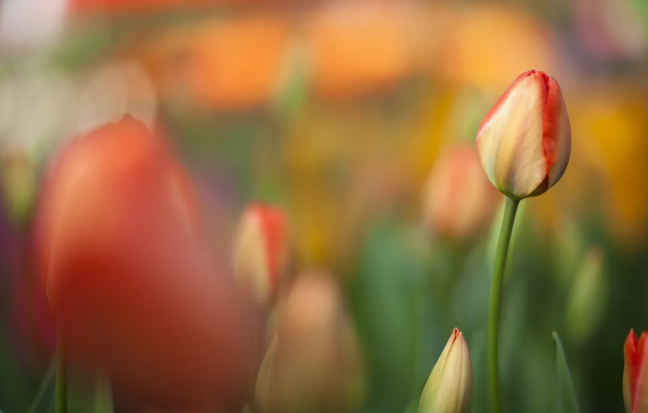 Фото обои поле, оранжевый, тюльпан, фокус, весна, размытость
