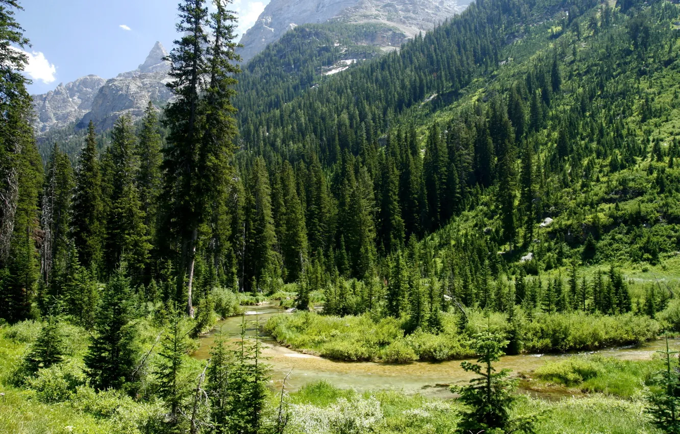 Фото обои зелень, лес, горы, USA, речка, Wyoming, Grand Teton National Park, Cascade Canyon