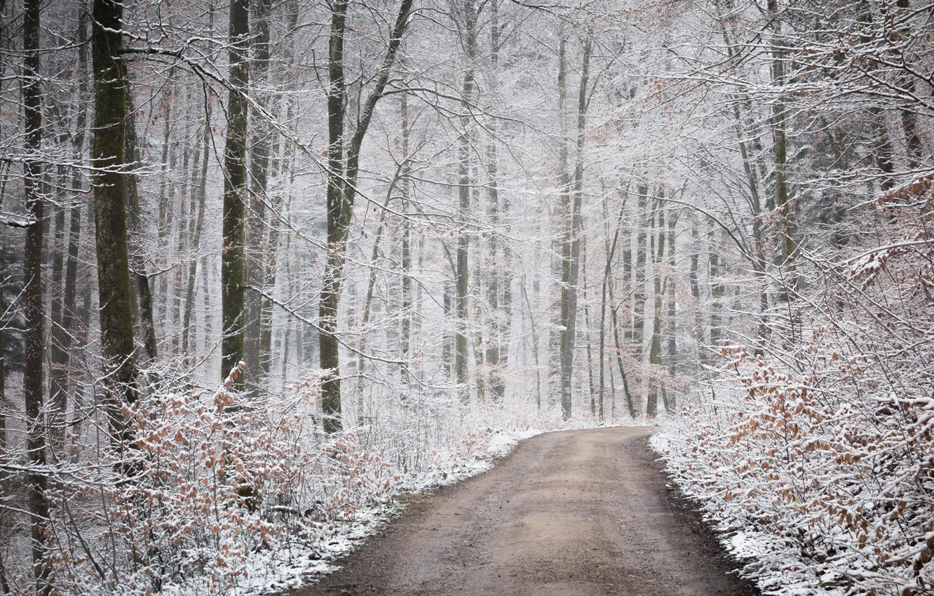 Фото обои дорога, осень, лес, снег, природа