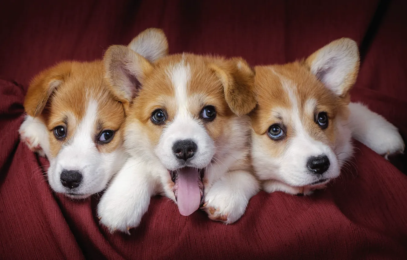 Фото обои собаки, щенки, трое, three, dogs, puppies