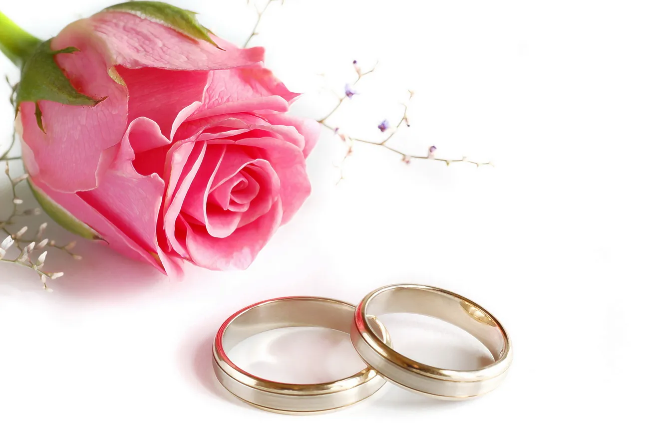 Фото обои роза, кольца, свадьба