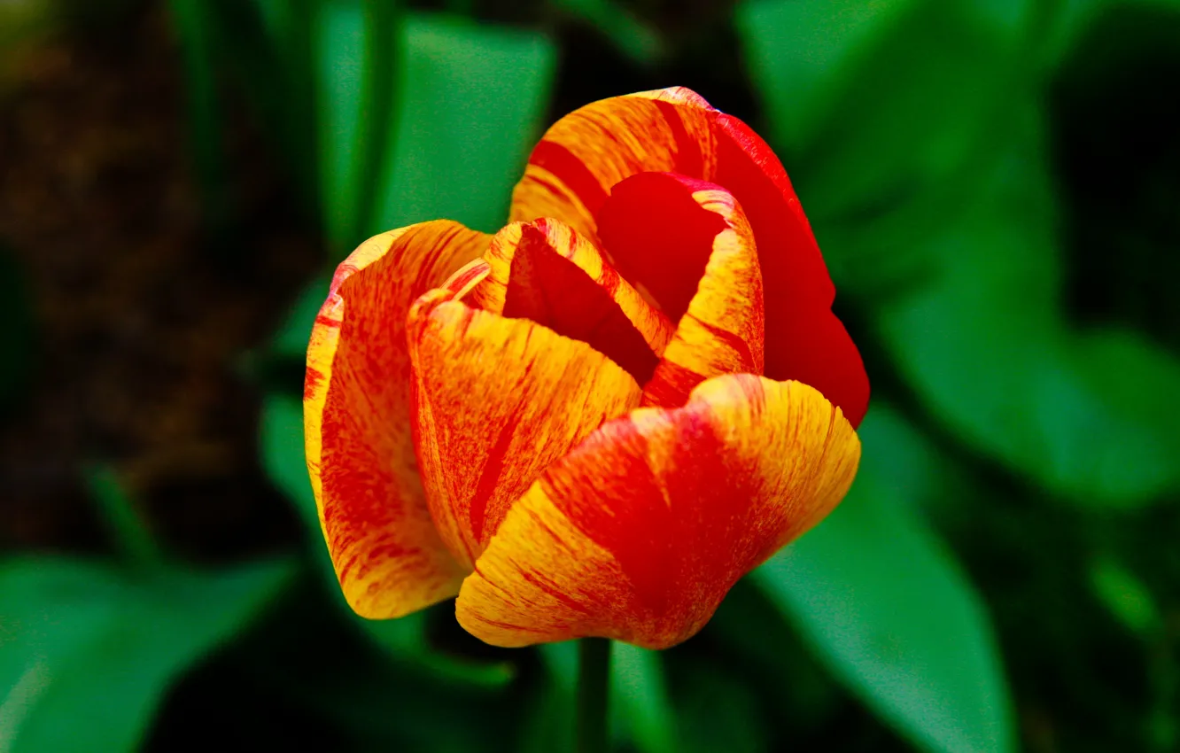 Фото обои Оранжевый, Тюльпан, Orange, Tulip