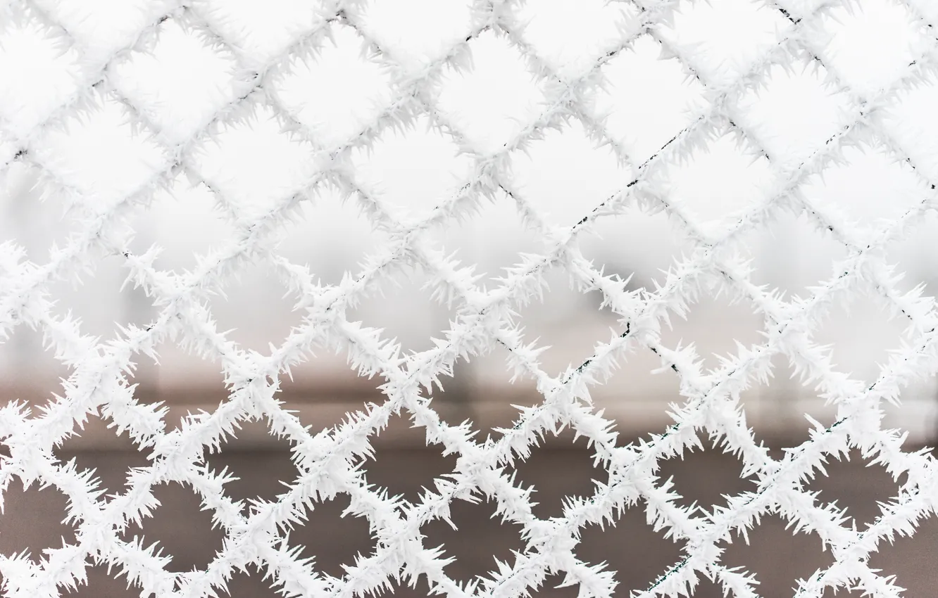 Фото обои зима, иней, снег, сетка, забор, холодно