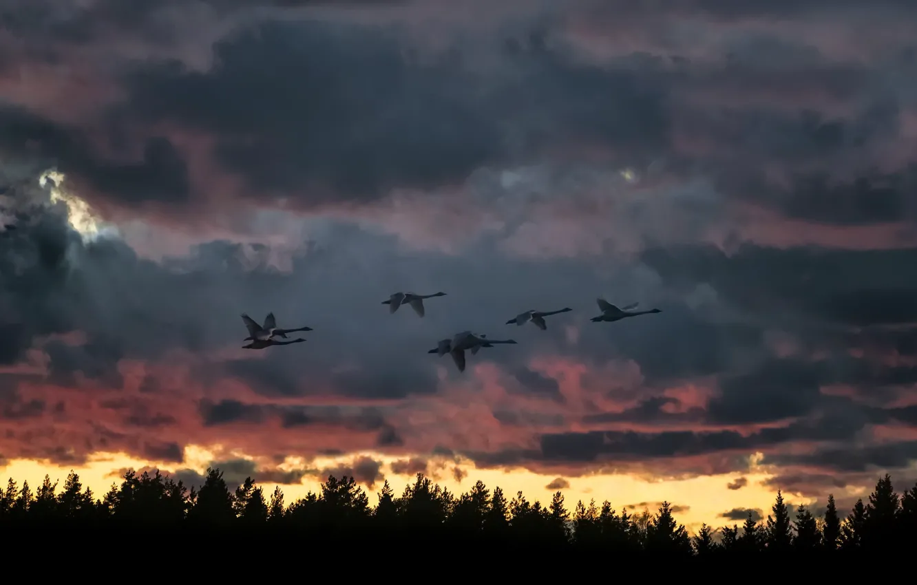 Фото обои закат, птицы, природа, полёт, лебеди