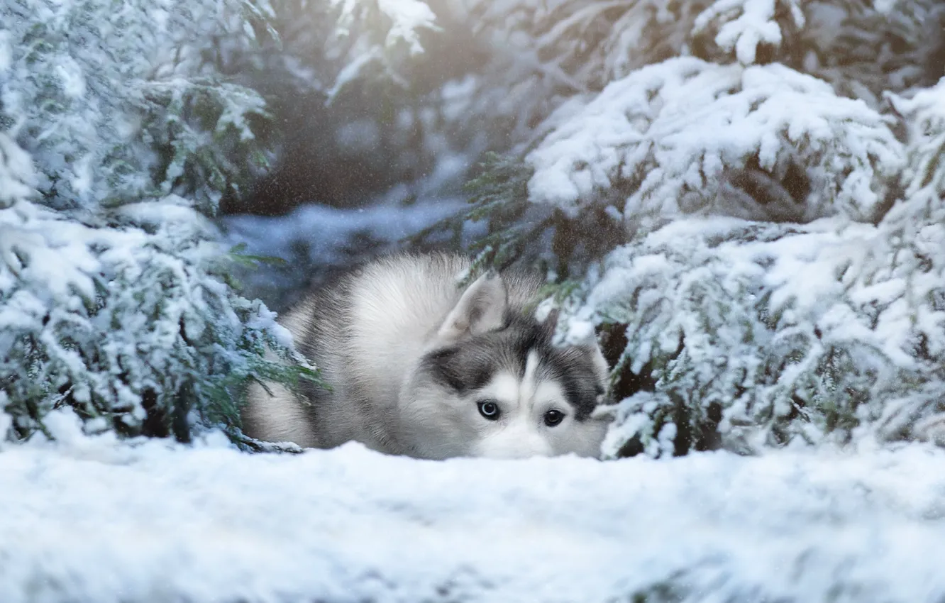 Фото обои зима, снег, деревья, природа, животное, собака, ели, хаски