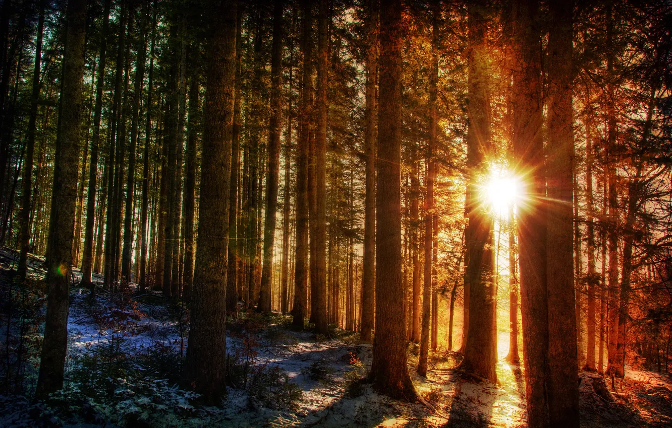 Фото обои зима, лес, солнце, лучи, свет, природа